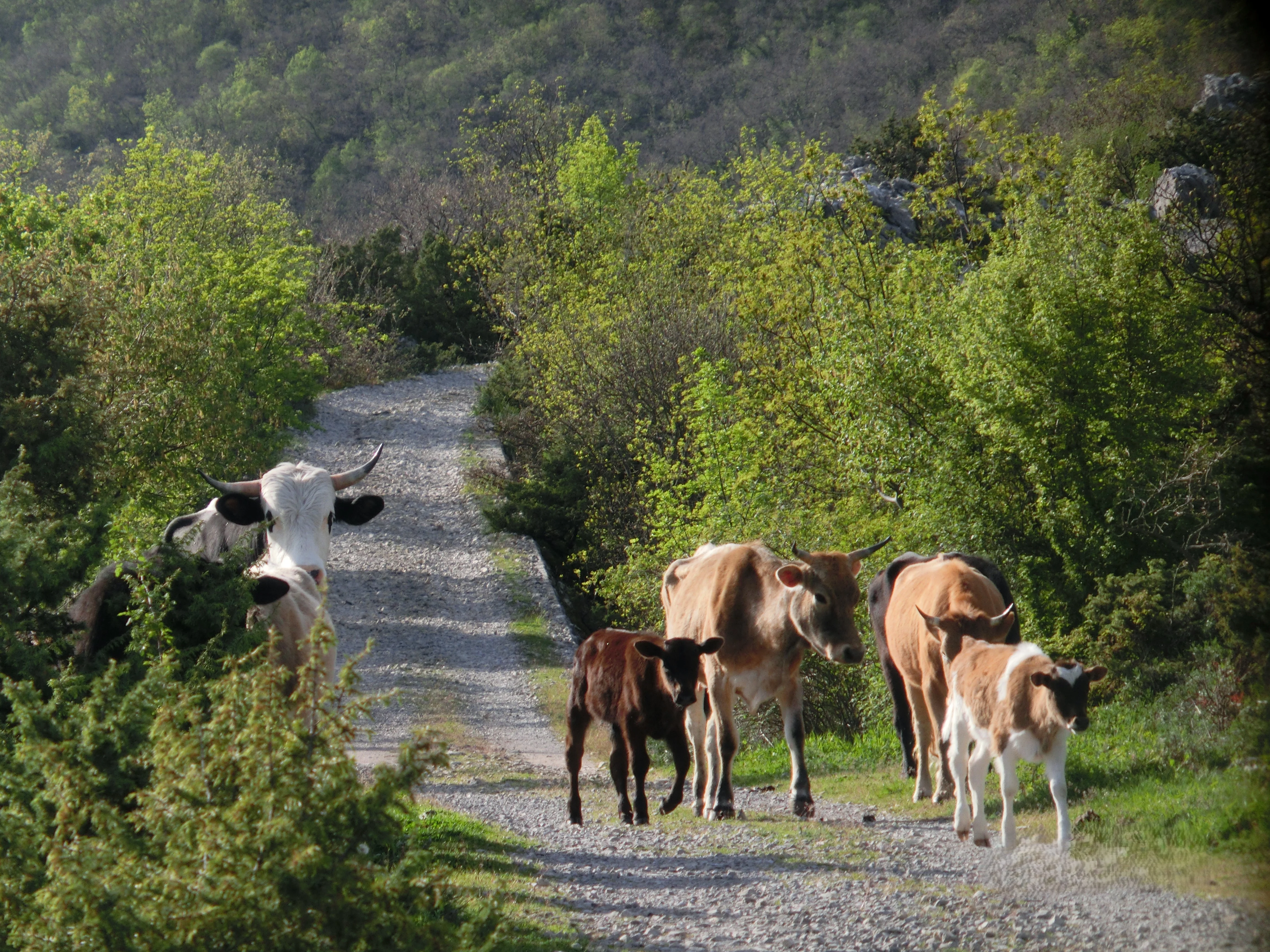 Kotor Bay Vrmac Ridge - St Ilija Animals