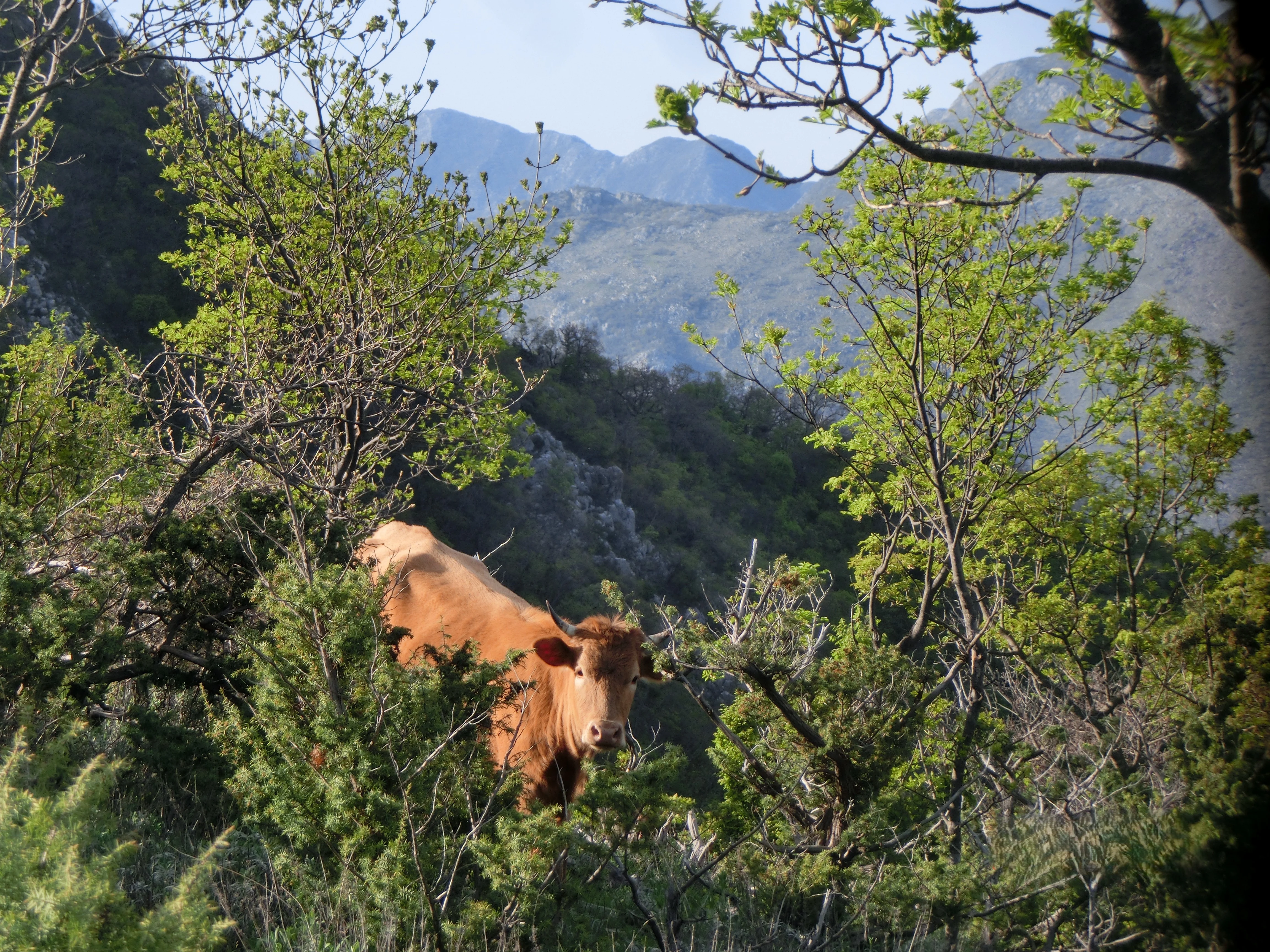 Kotor Bay Vrmac Ridge - St Ilija Animals