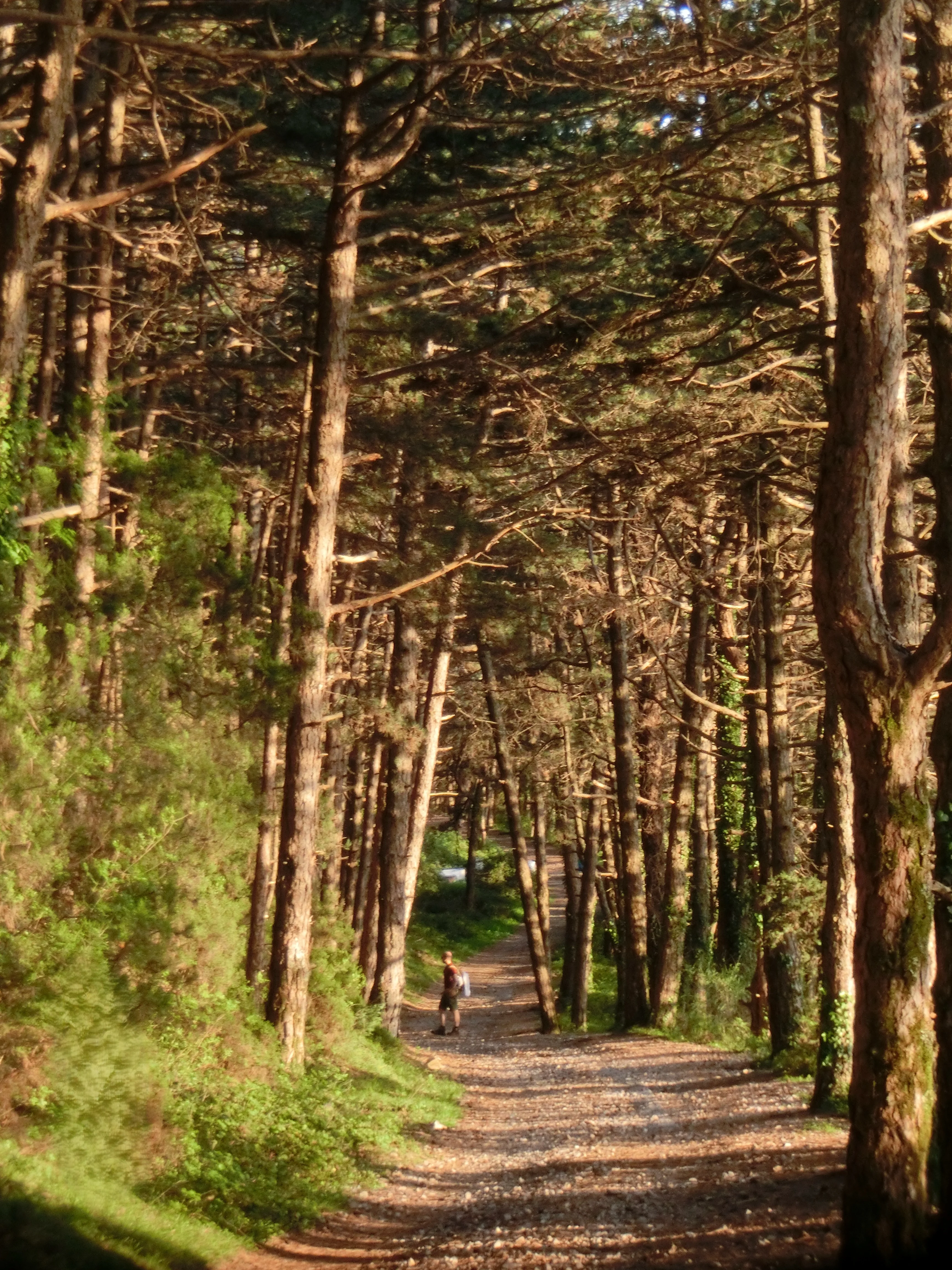 Kotor Vrmac Forest Walk