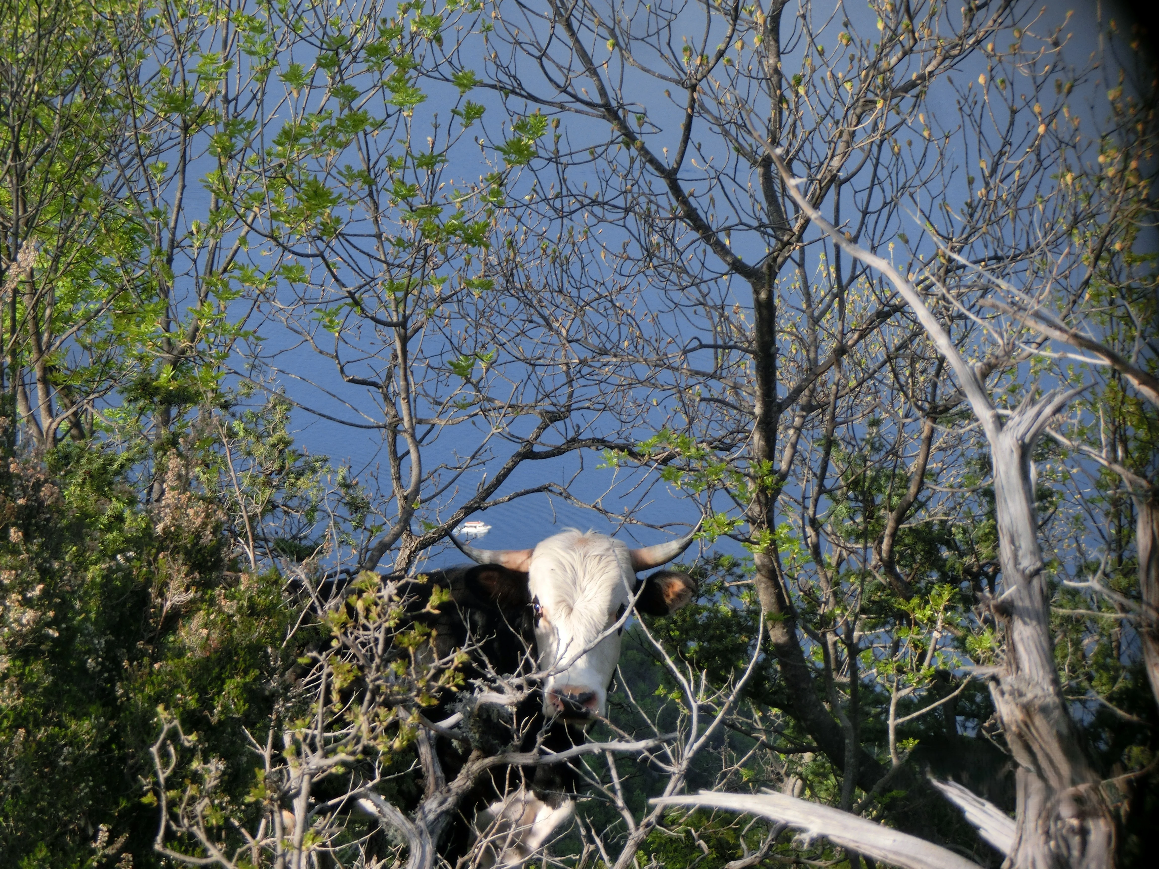 Animals of Vrmac
