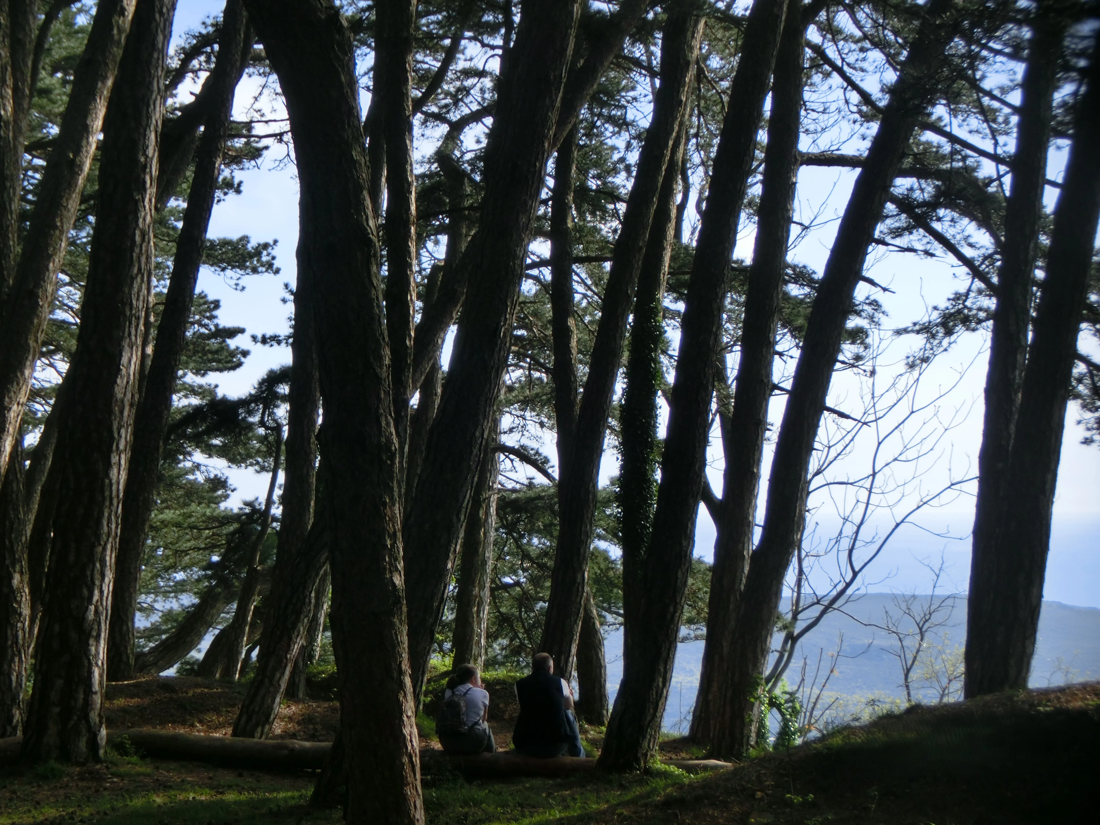 Vrmac Forest