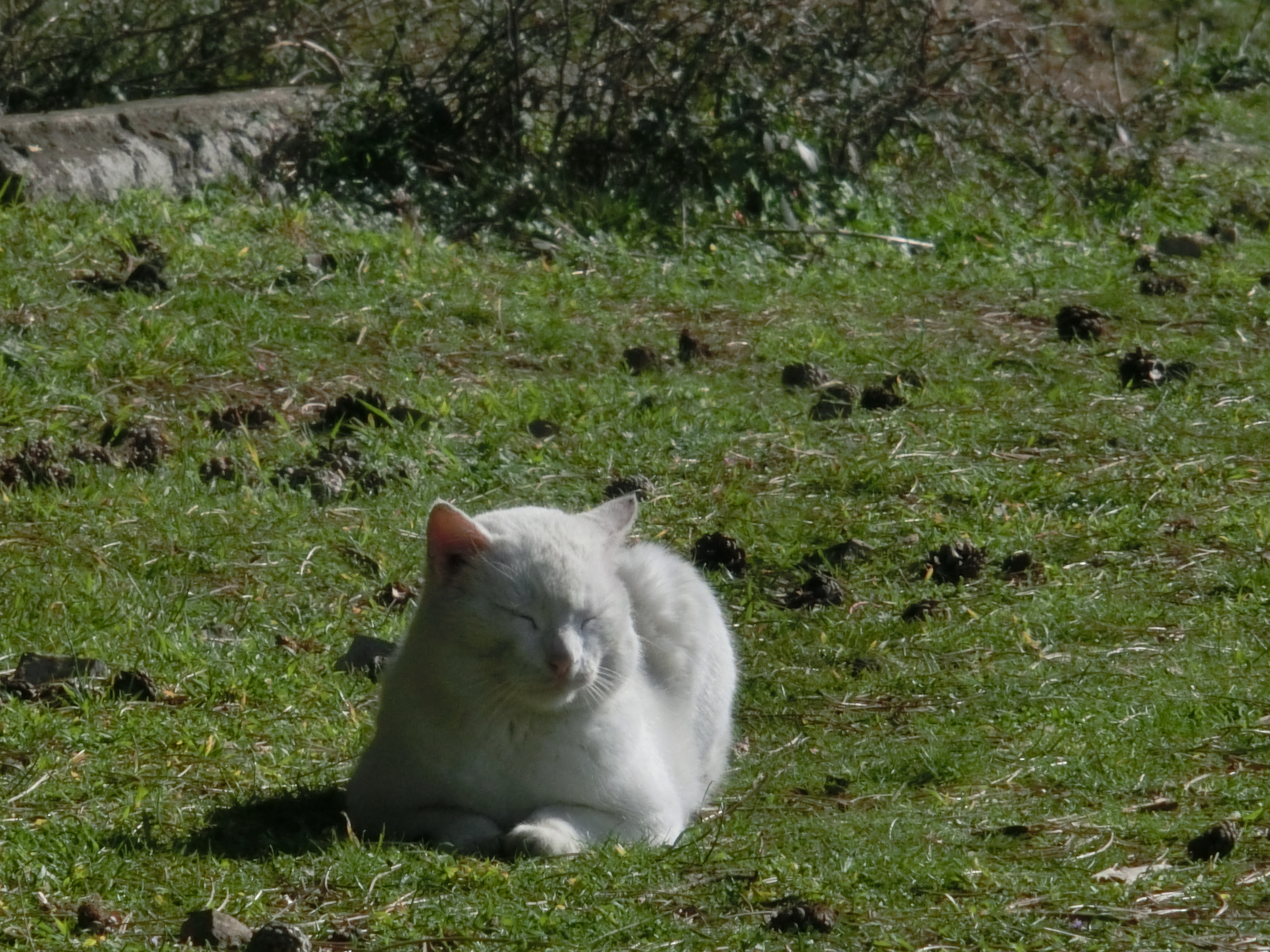 Image 13