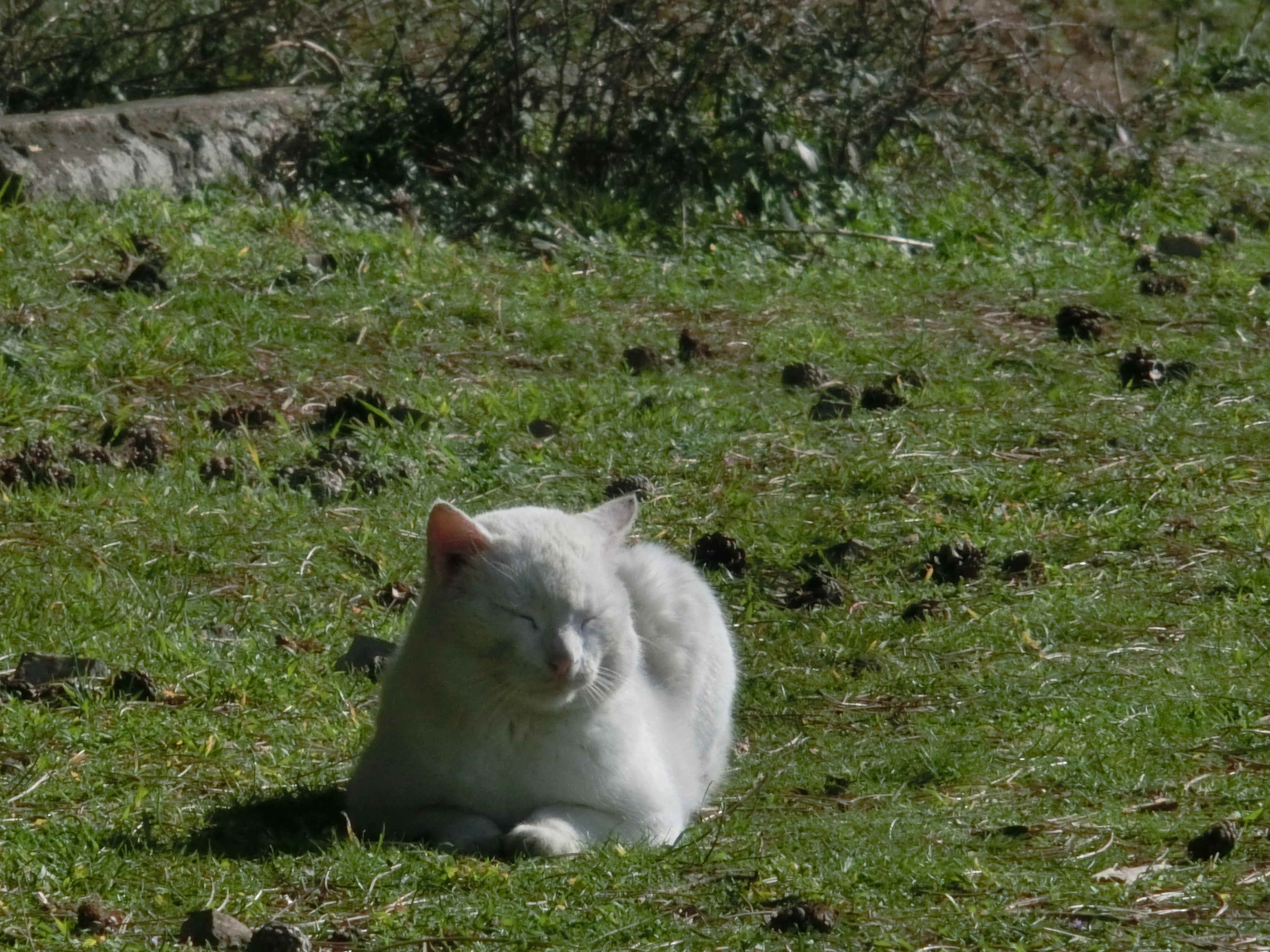 Kotor Cats - Vrmac