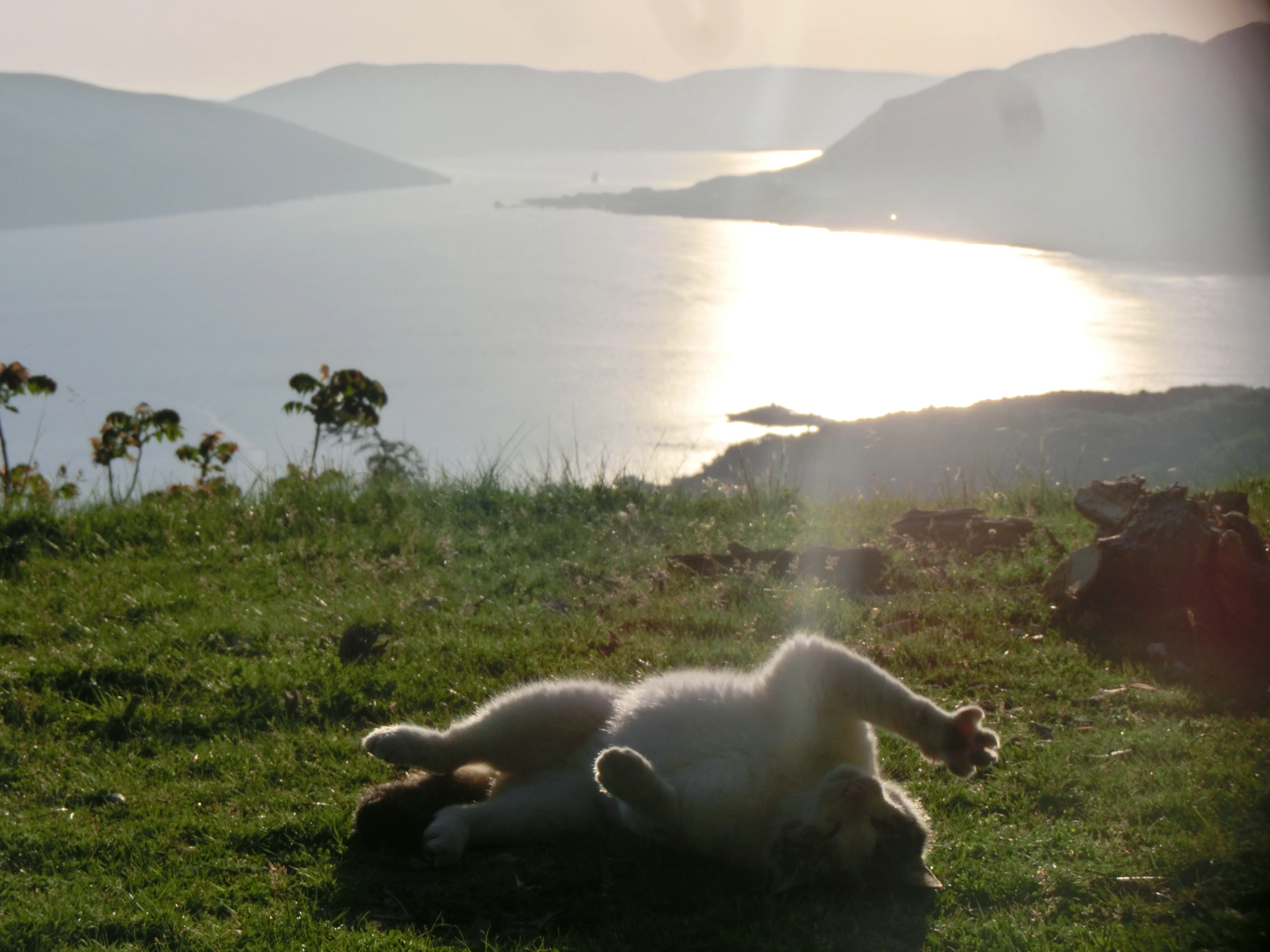 Kotor Cats - Vrmac
