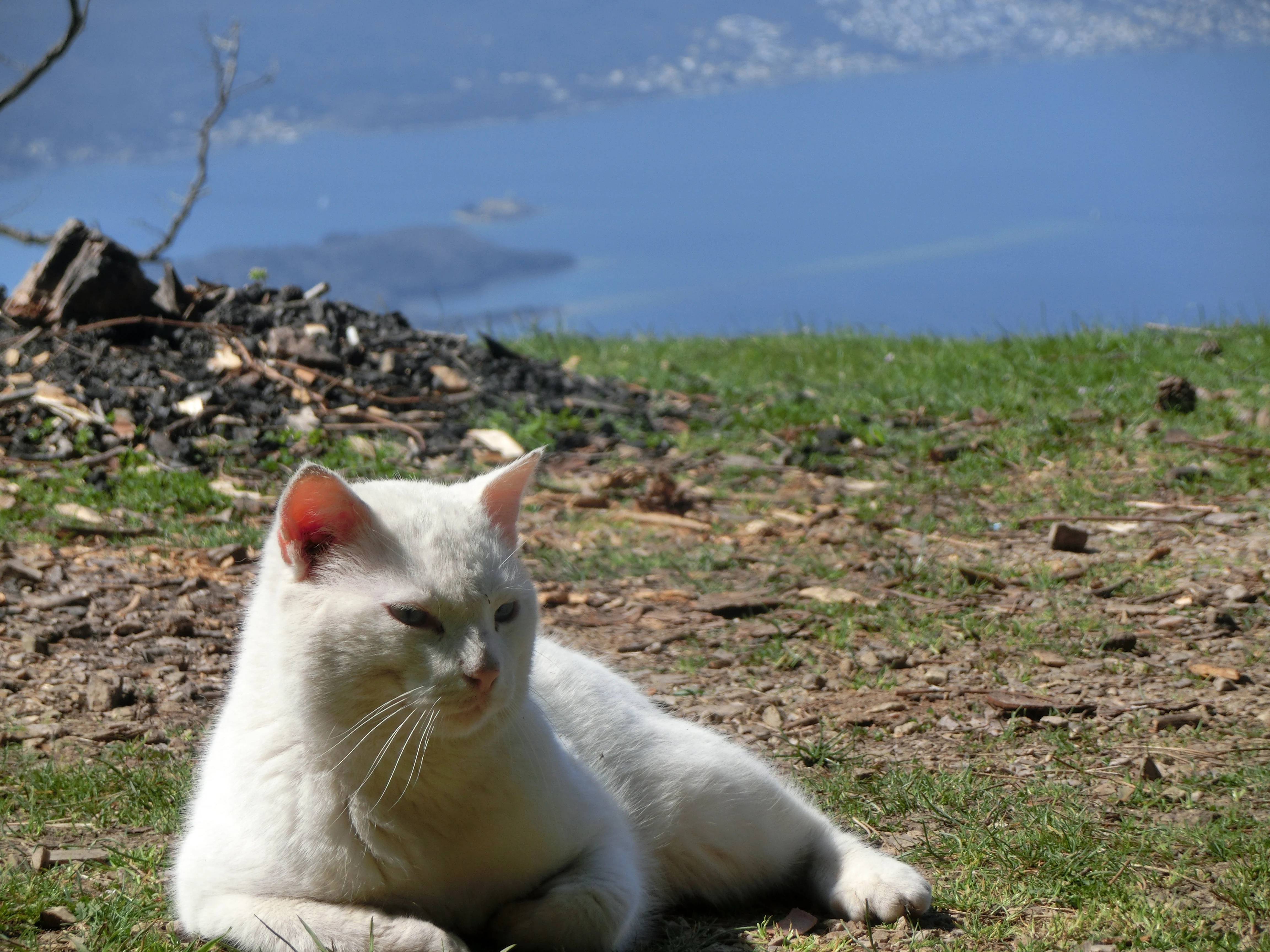 Kotor Cats - Vrmac