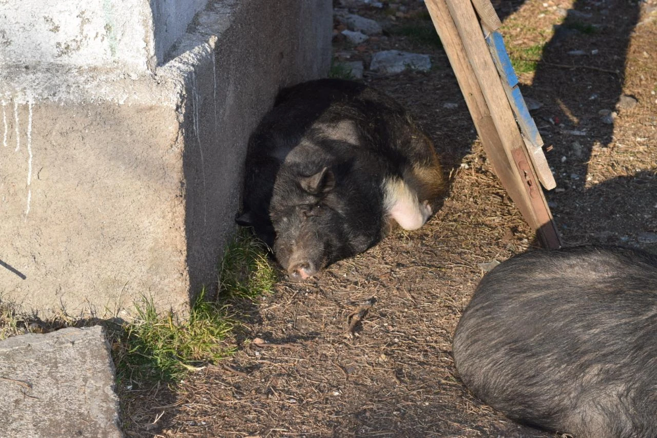 Vietnamese Pig - Vrmac - Kotor Bay
