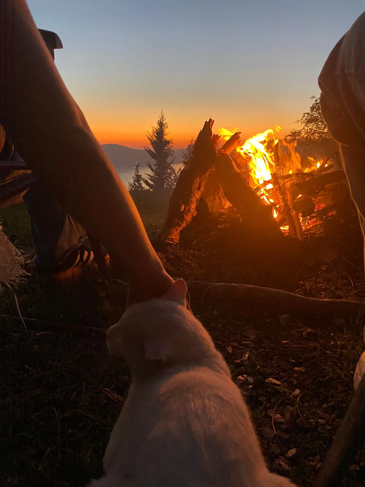 Kotor Cats - Vrmac Sunset